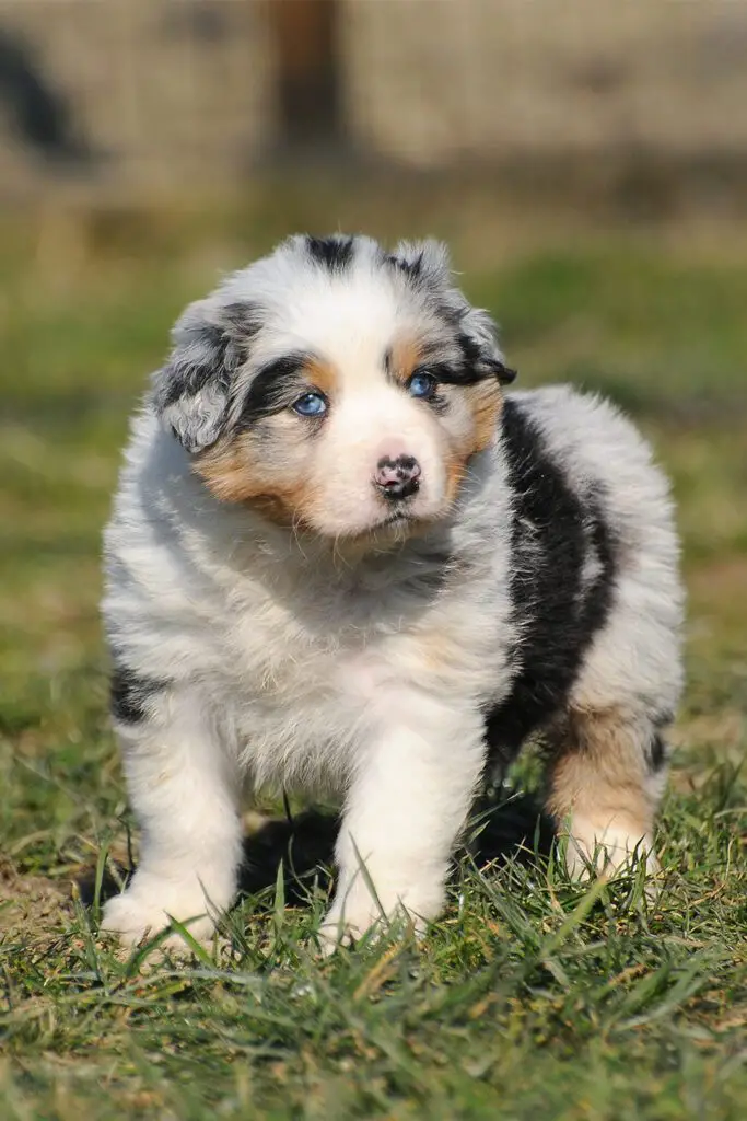 Australian Shepherd Puppy Blue Eyes