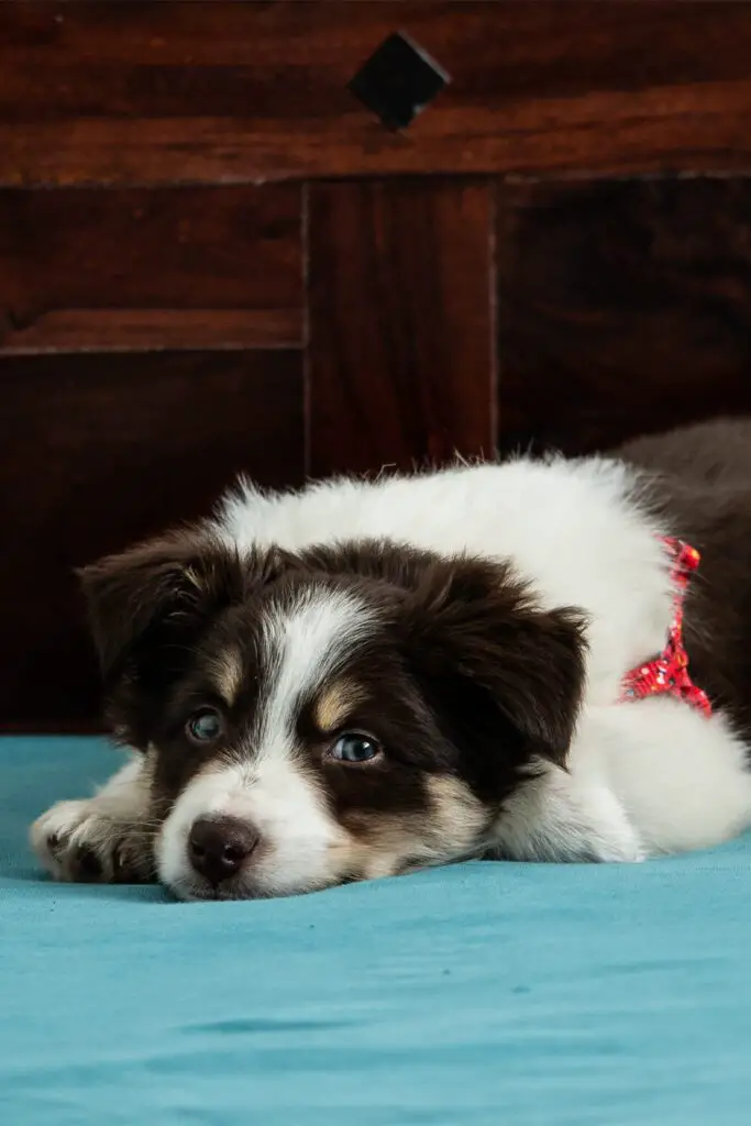 Australian Shepherd Puppy Brown And White