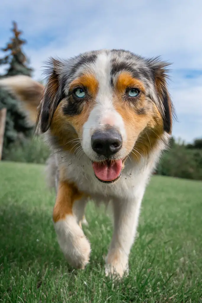 Australian Shepherd Puppy Tri Color