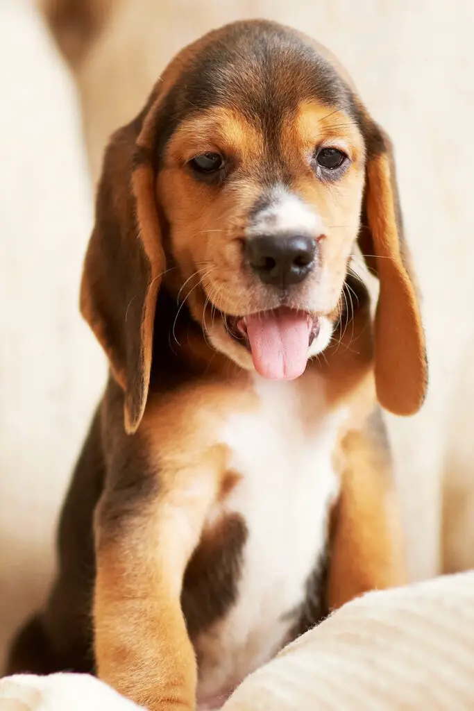 Baby Beagle Puppy