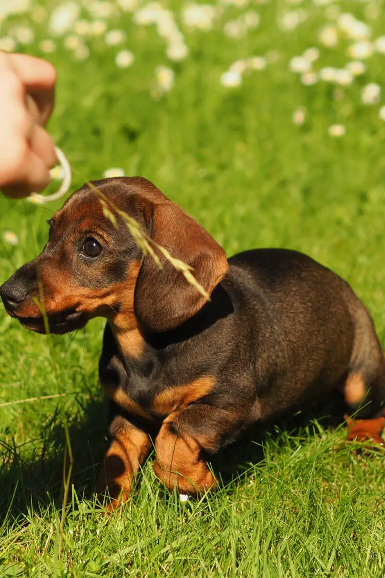 Dachshund Puppies (25 Cute Doxies) - Talk to Dogs