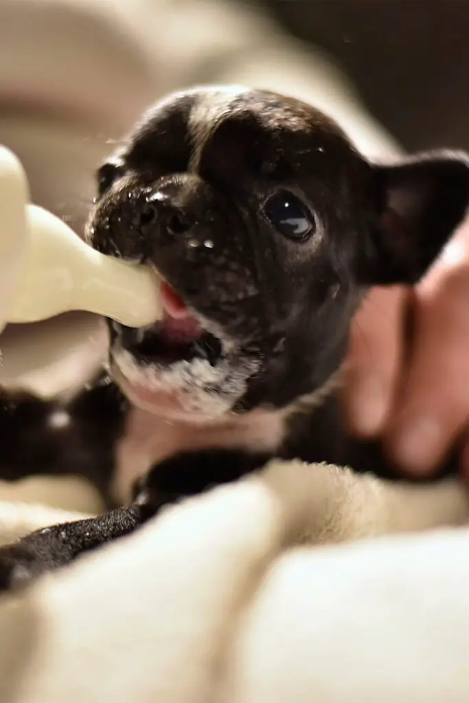 Baby French Bulldog