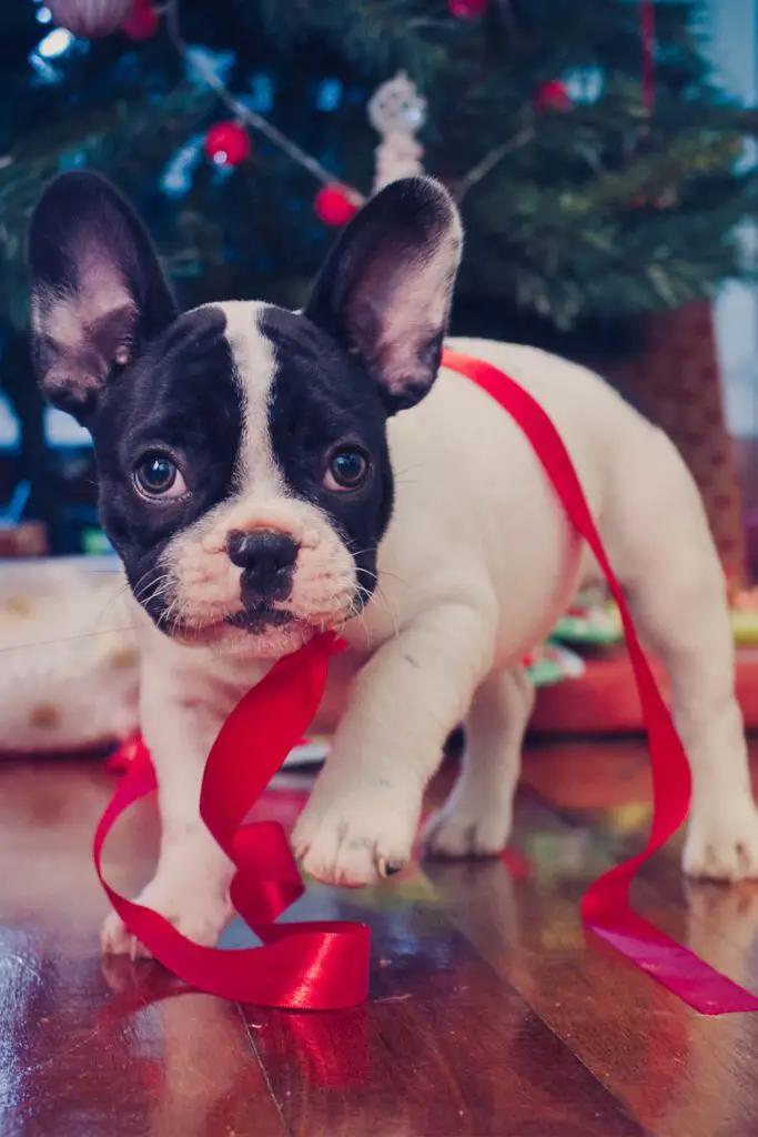 Baby French Bulldog Puppies