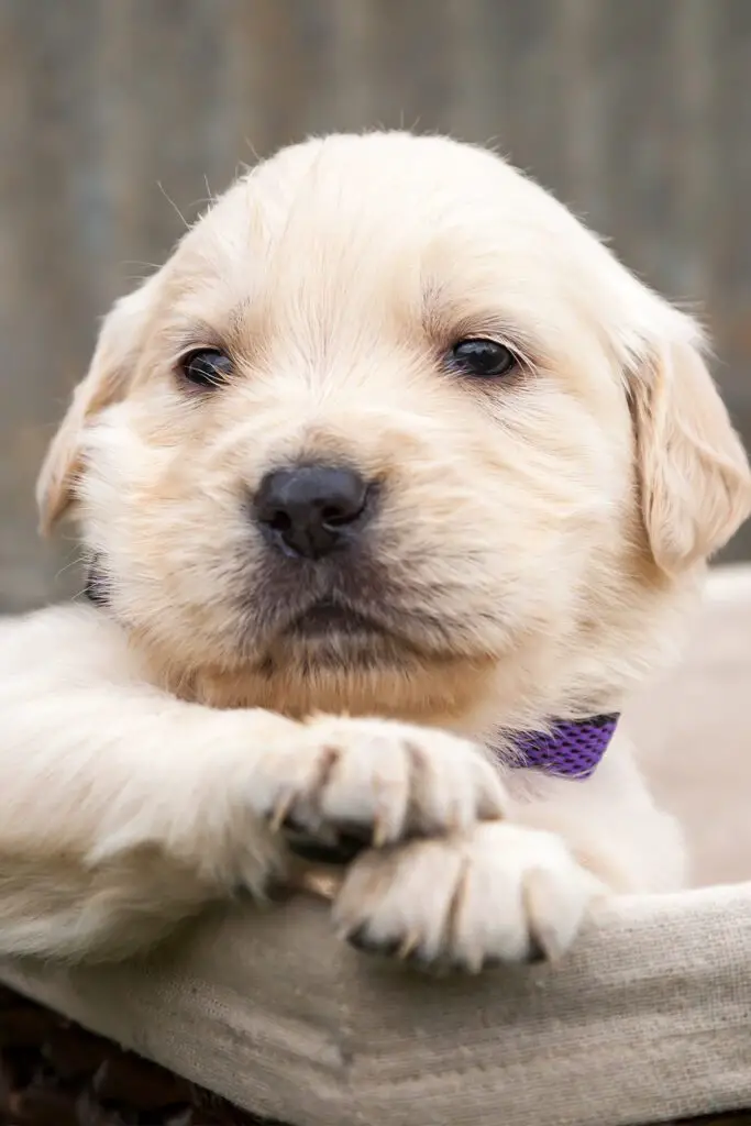 Baby Golden Retriever Puppy