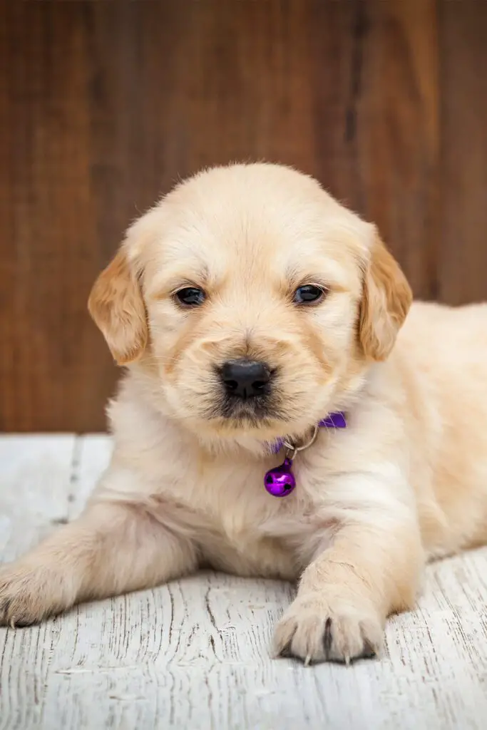 Baby Golden Retrievers Puppies