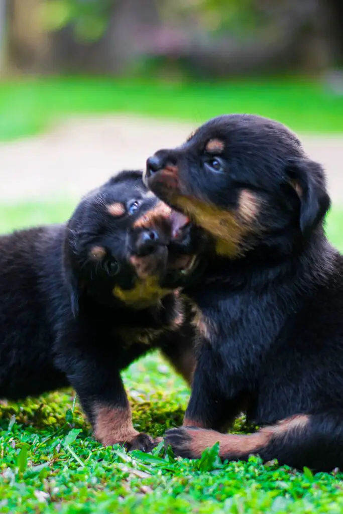 Baby Rottweiler Puppies