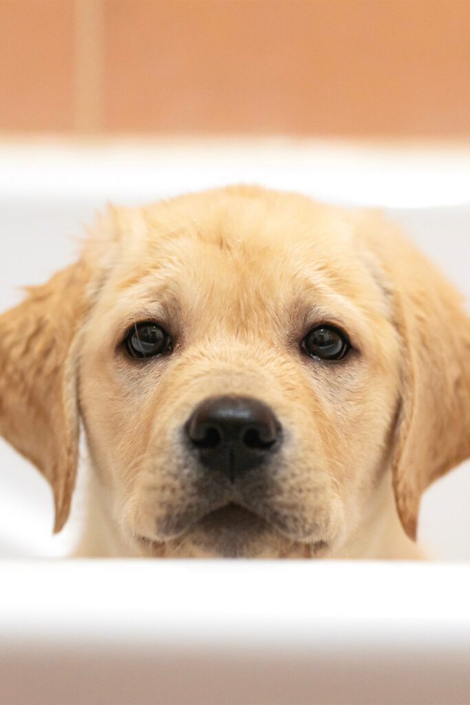 Bathtime Labrador Puppy