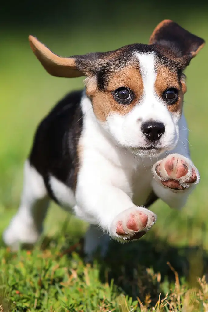 Beagel Puppy running