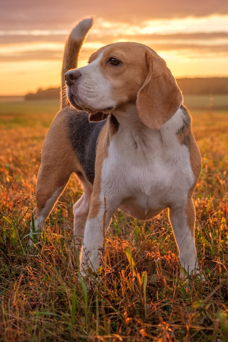 25 Beautiful Beagle Dogs Talk to Dogs