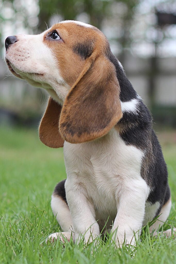 Beagle Cute Dog