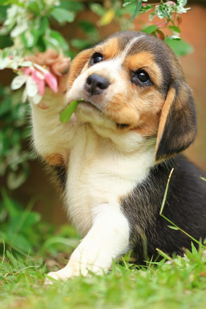 Beagle Cute Face
