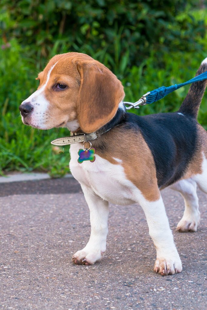 Beagle Dog Colors