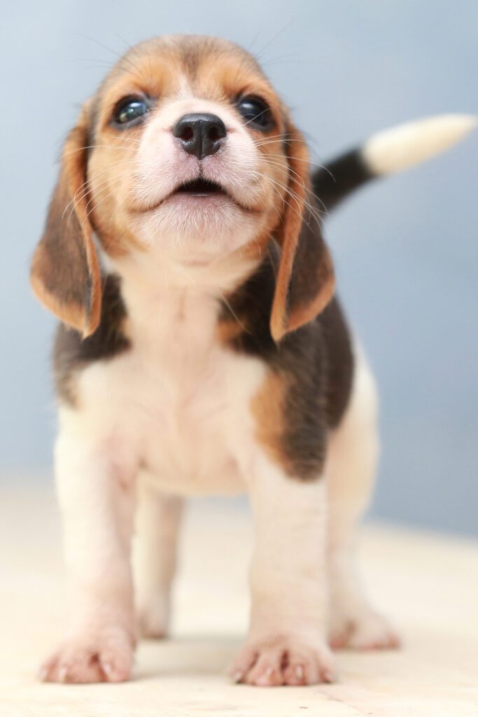 Beagle Dog Cute