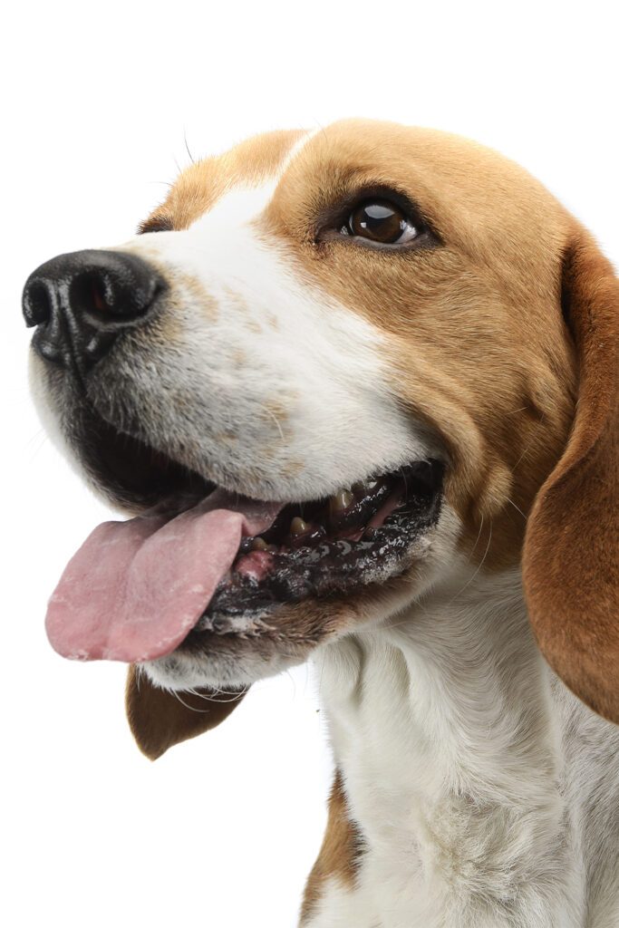 Beagle Dog Full Grown