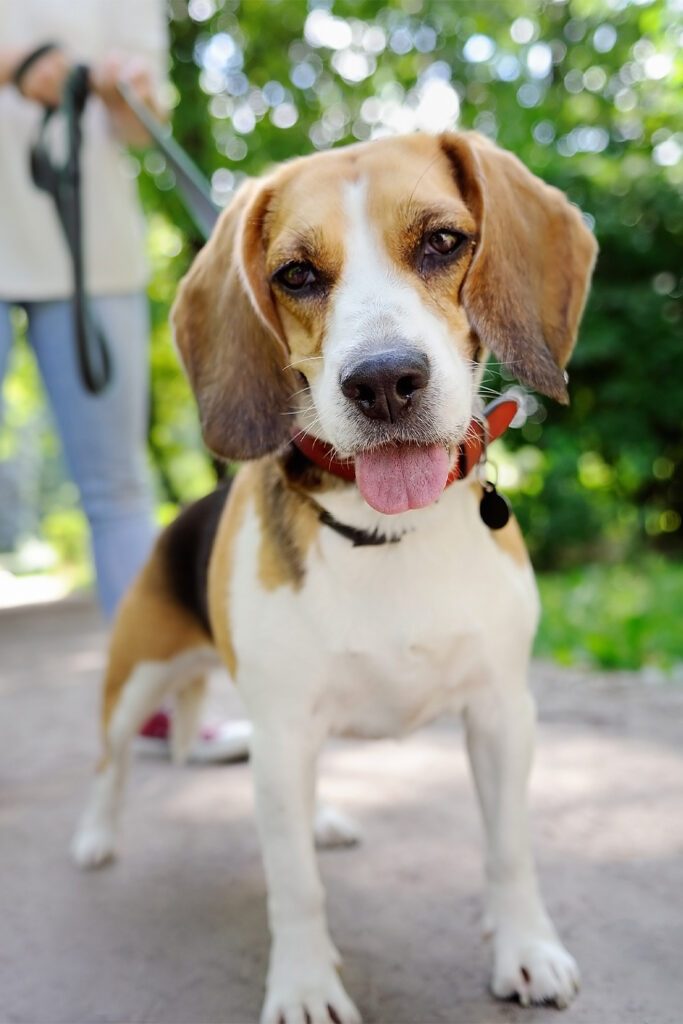 Beagle Dog Funny