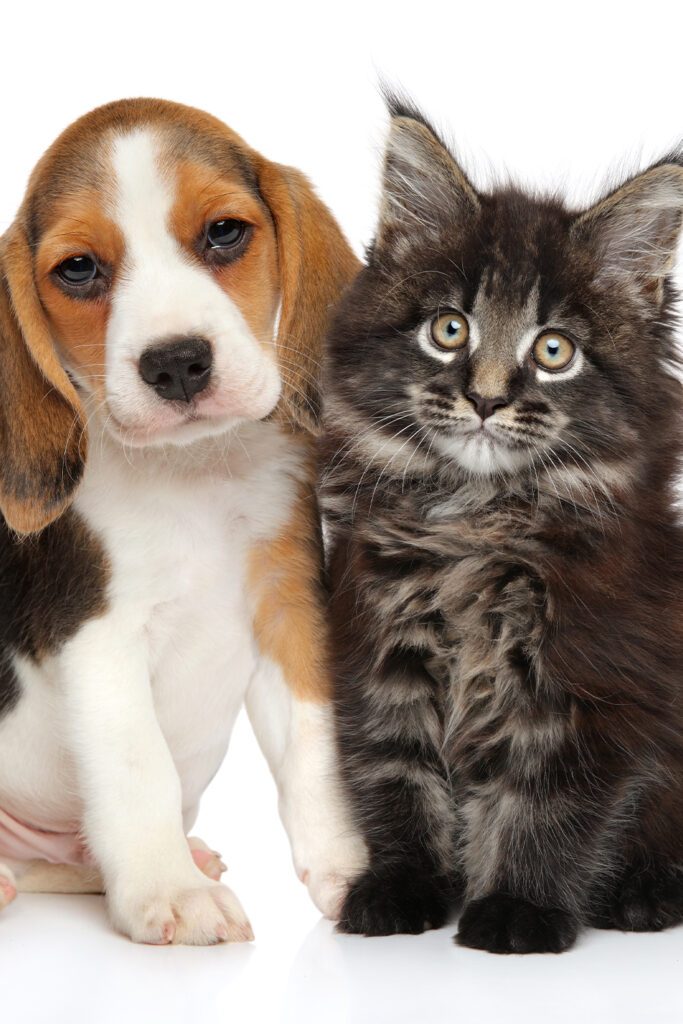 Beagle Dog and Cat