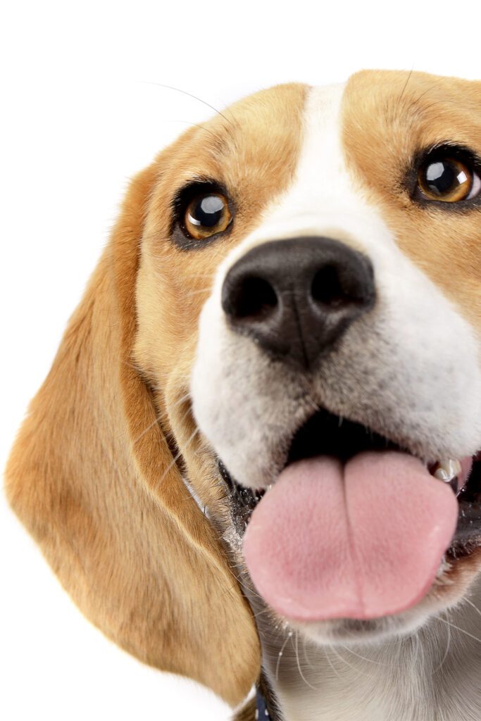 Beagle Funny Smile