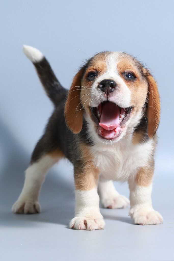 Beagle Funny So Cute
