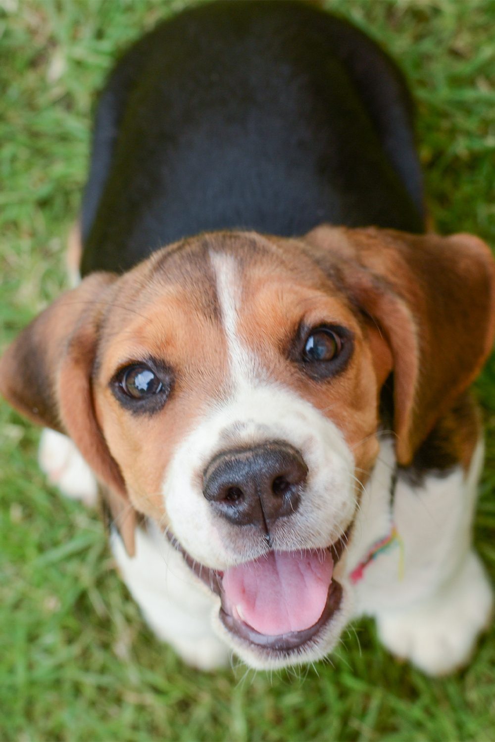 25 Beautiful Beagle Dogs - Talk to Dogs