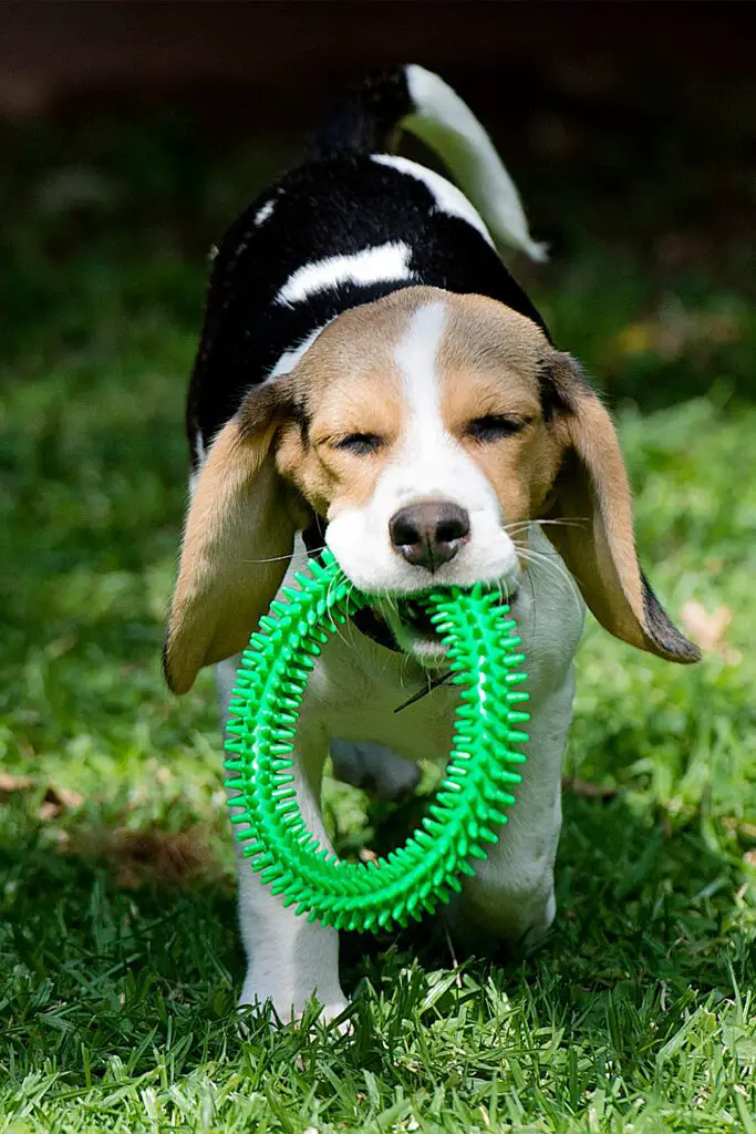 Beagle Puppies So Cute