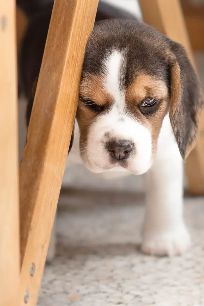 Beagle Puppy