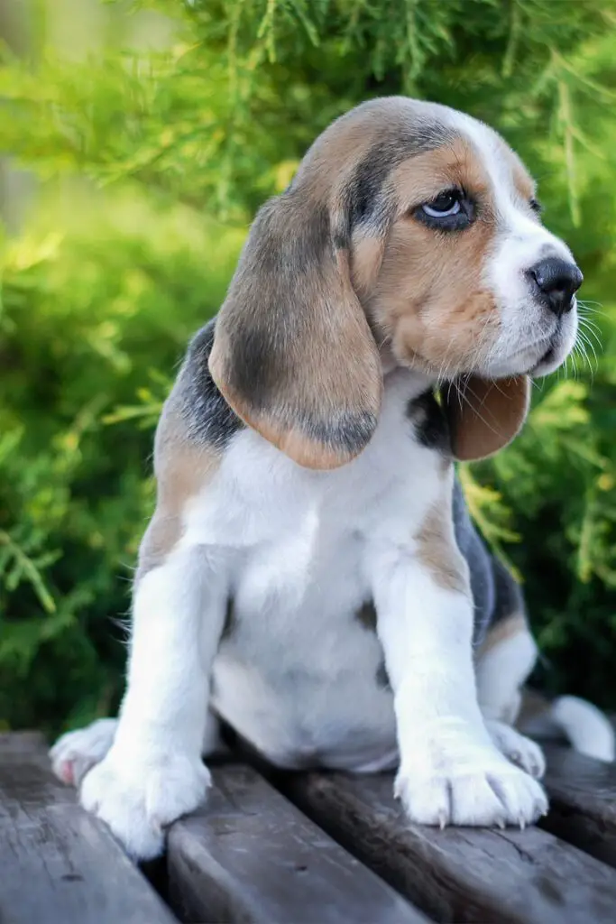 Beagle Puppy Blue Eyes