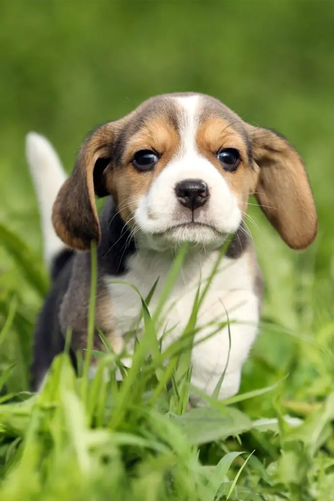 Beagle Puppy Cutest