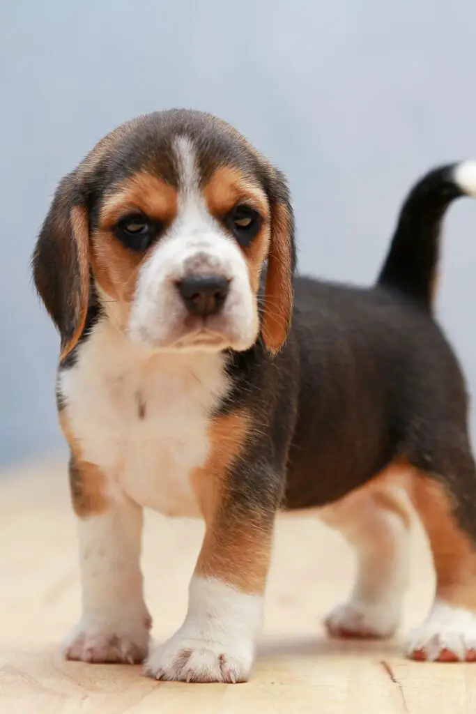 Beagle Puppy Funny