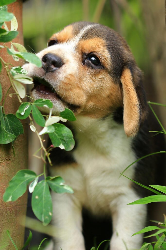Beagle Puppy Outdoors