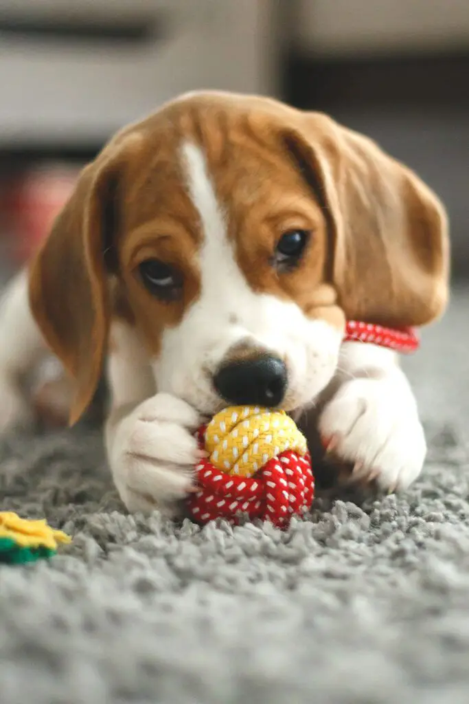 Beagle Puppy Playing