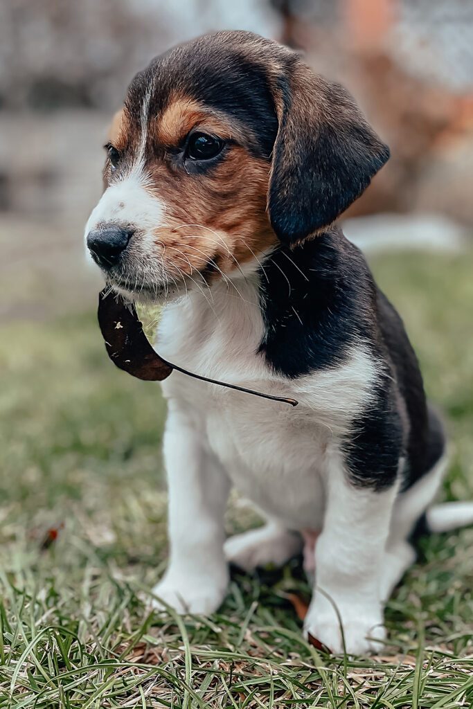 Beagle Puppy Sitting