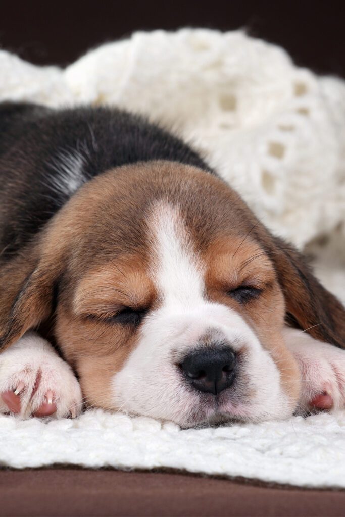 Beagle Puppy Sleeping