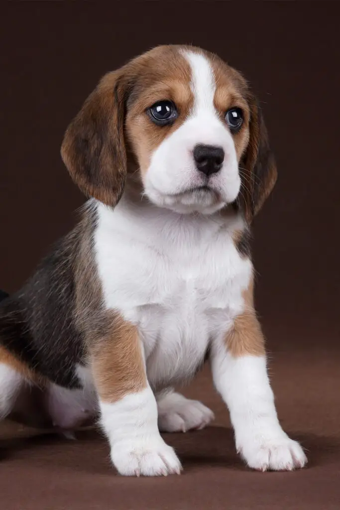 Beagle Puppy Tri Color