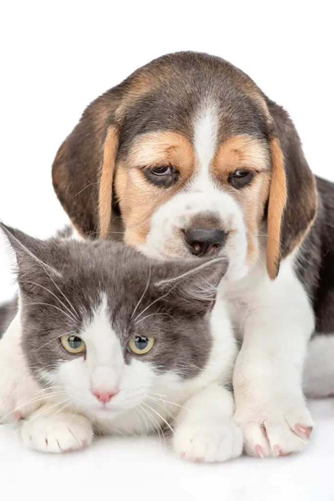 Beagle Puppy With Kitten