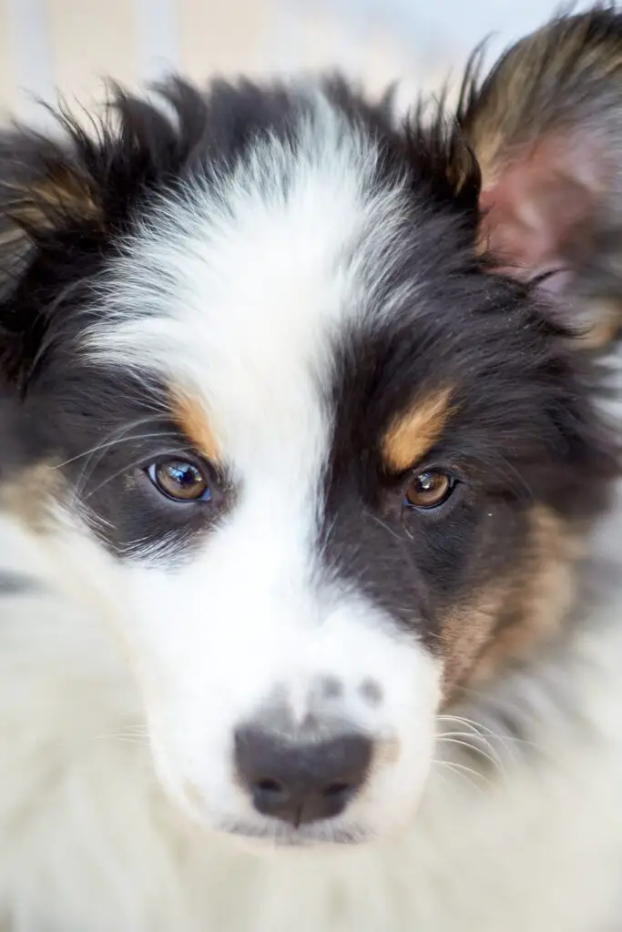 Beautiful Auusie Shepherd Puppy