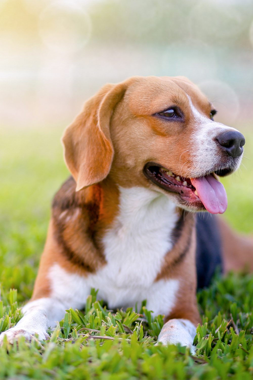 25 Beautiful Beagle Dogs - Talk to Dogs