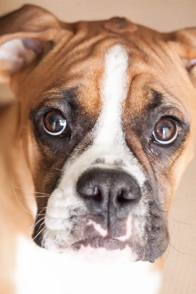 Beautiful Boxer Dog