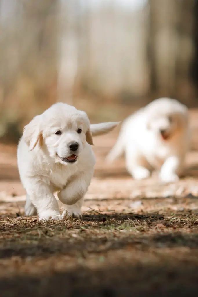 Beautiful Golden Retrievers Puppies