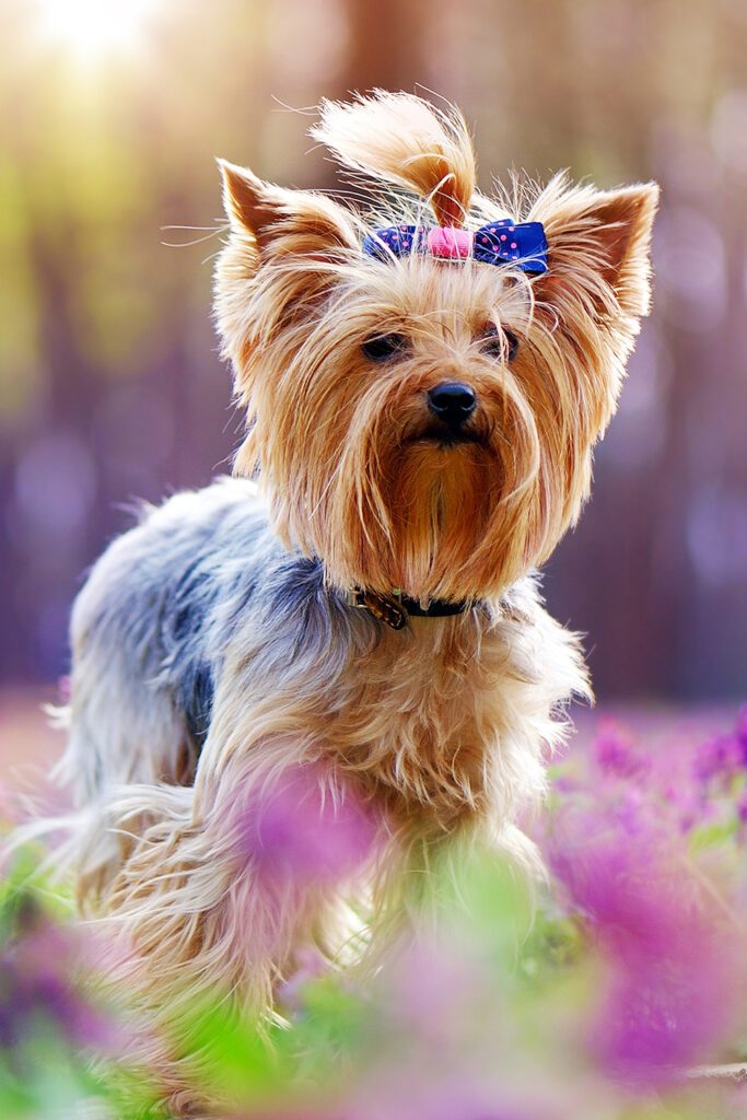 Beautiful Yorkshire Terrier