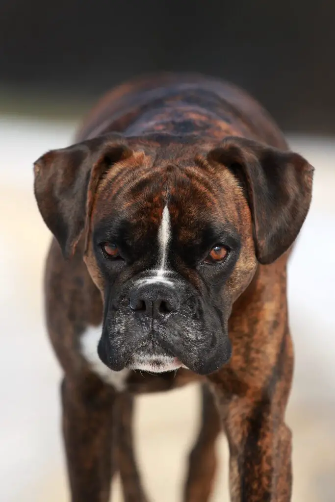 Big Boxer Dog