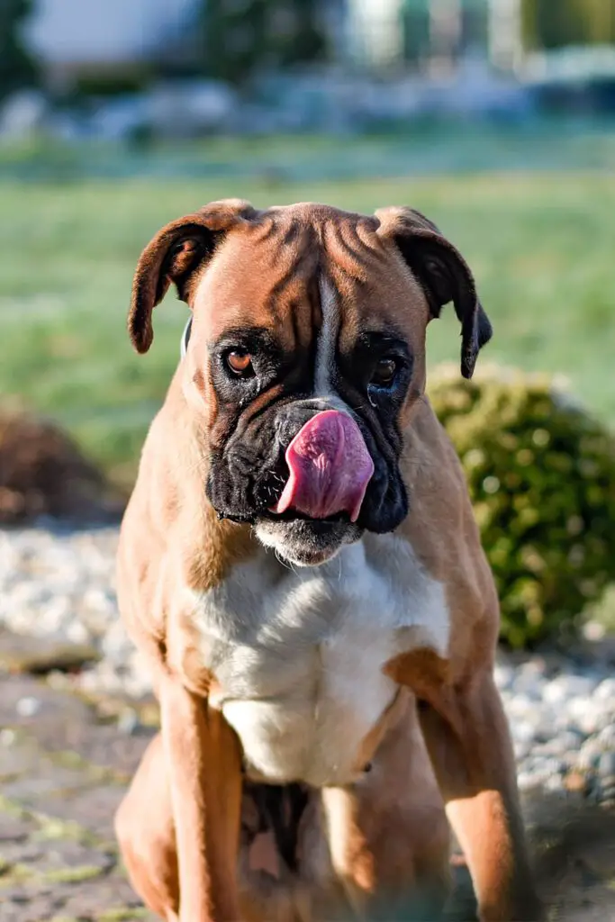 Big Boxer Puppy