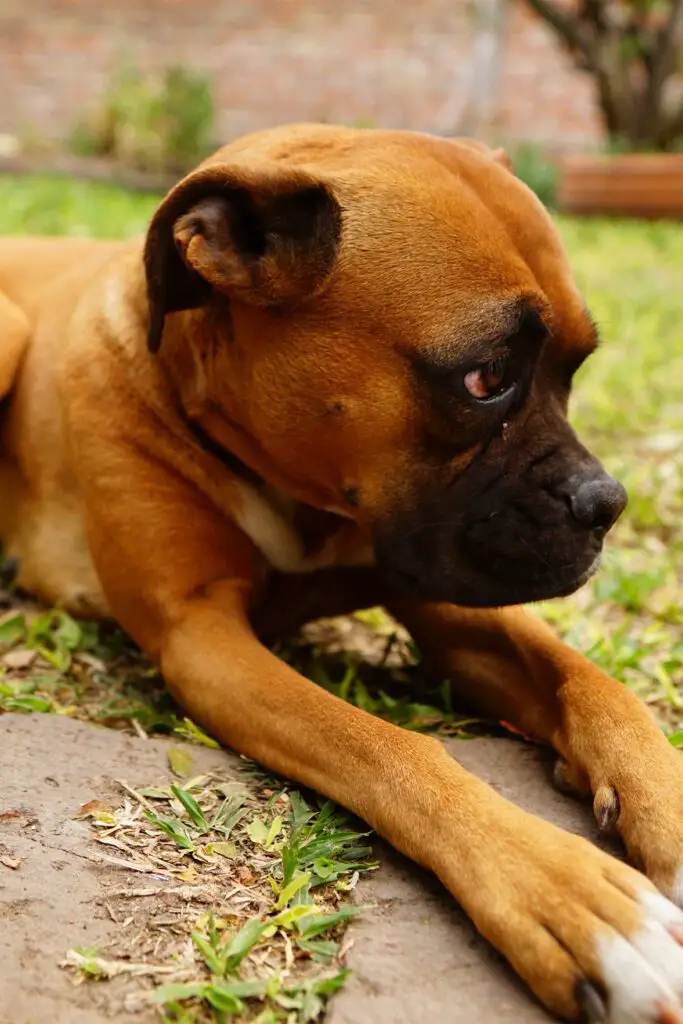 Big Paws On Boxer Dog Puppy