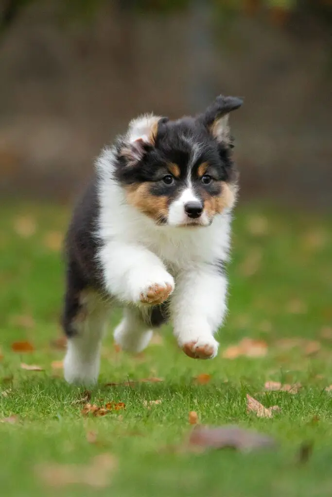 Black Aussie Shepherd