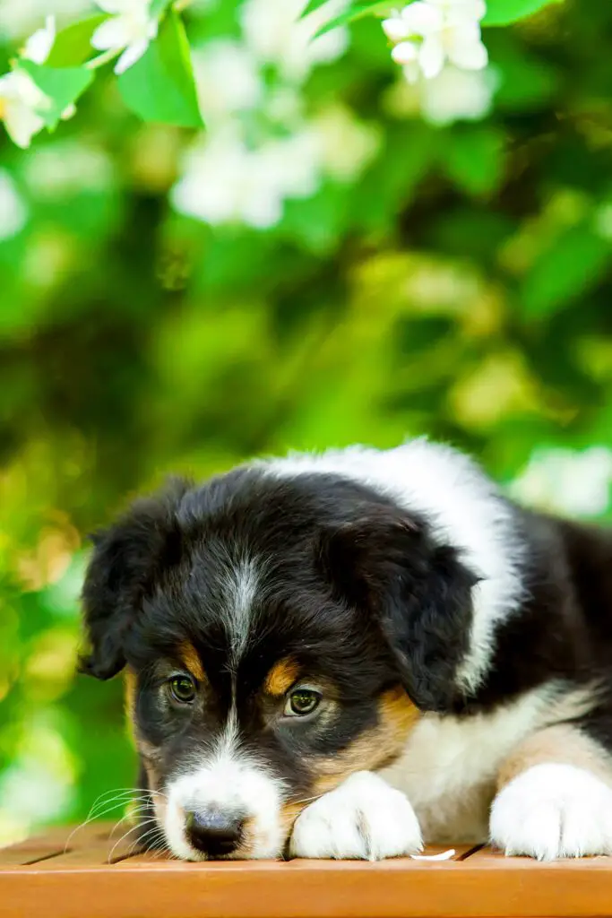 Black Australian Shepherd