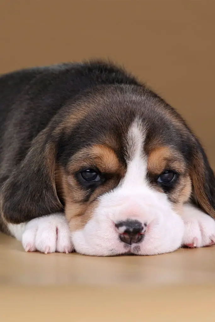 Black Beagle Puppy