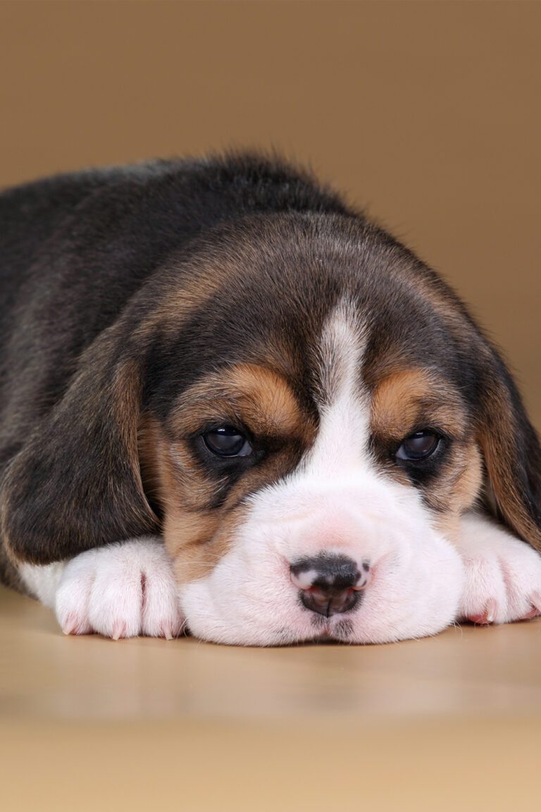 Beagle Puppies (25 Beautiful Beagles) Talk to Dogs