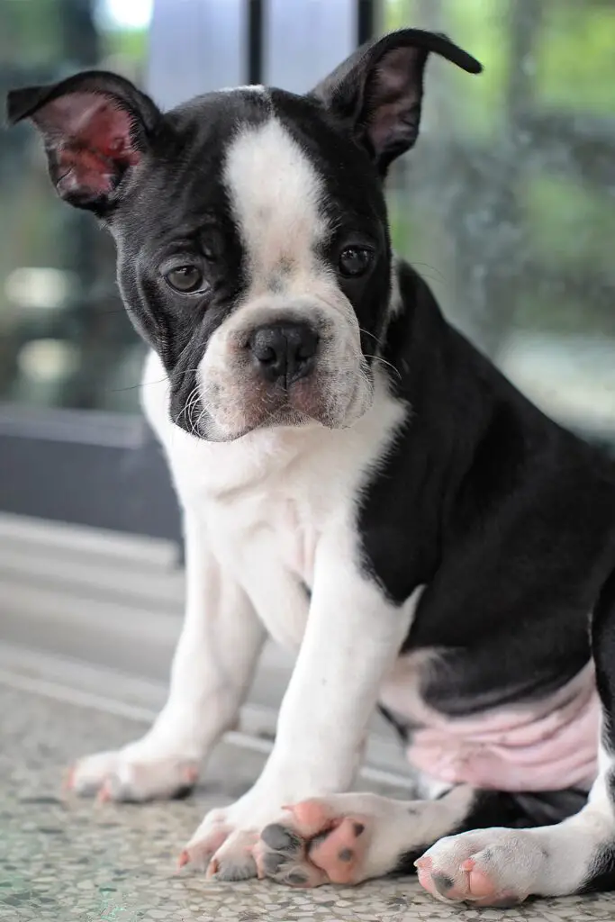 Black Boston Terrier Puppies