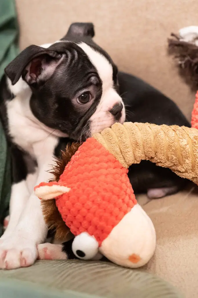 Black Boston Terrier Puppy Playing