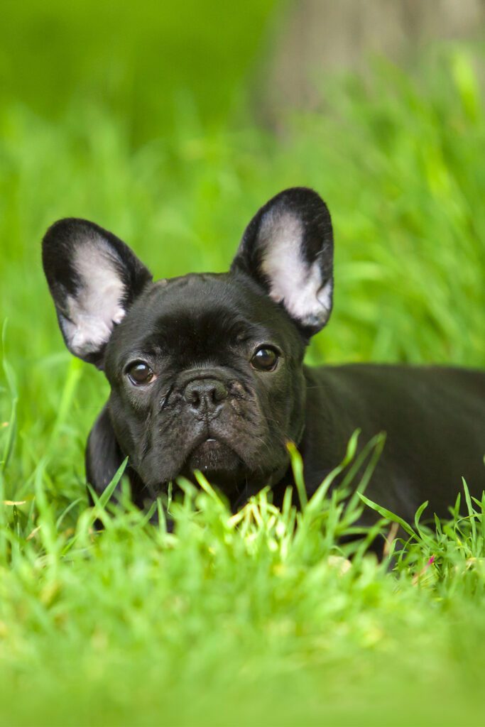 Black French Bulldog Pup