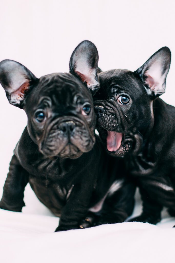 Black French Bulldog Puppies